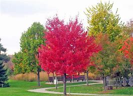 Image result for Red Tree Canvas Wall Art