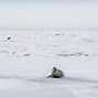 Image result for Caspian Seal Hunting