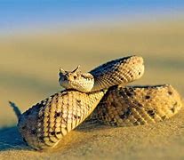 Image result for Sidewinder Rattlesnake