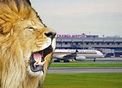 Image result for Airport Lion