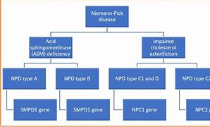Image result for Niemann-Pick Disease