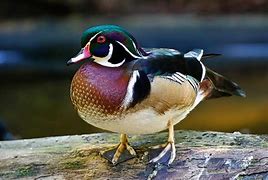 Image result for Wood Duck Standing On Log