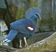 Image result for Western Crowned Pigeon