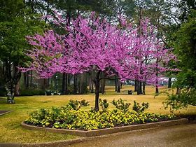 Image result for Forest Pansy Redbud Tree 5 Container