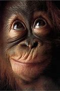 Image result for Funny Monkey Pictures for Kids