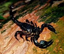 Image result for Pic of a Scorpion