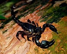Image result for Crawling Animals Like Scorpions
