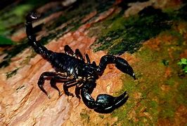 Image result for Sting Scorpion Animal
