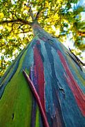 Image result for Rainbow Eucalyptus Lumber for Sale