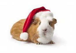 Nalezený obrázek pro vánoce obrázky zvířata
