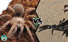 Image result for Part Spider Part Scorpion