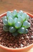 Image result for Weird Plants