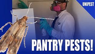 Image result for Pantry Moth Repellent
