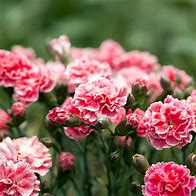 Image result for Dianthus Romance