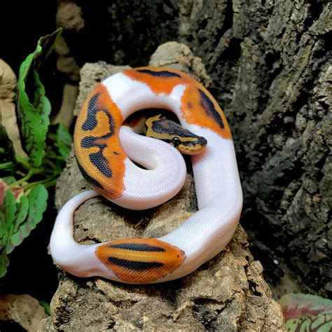 Pied ball python for sale online   baby piebald pythons for sale near me