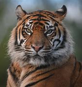 Image result for Sumatran Tiger