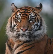 Image result for Zoo Animals Tiger