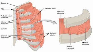 Image result for Human Anatomy Under Left Rib Cage Muscles