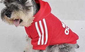 Image result for Adidas Dog Clothing