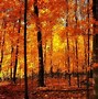 Image result for Fall Foliage Desktop Themes Windows