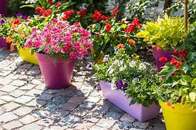 Image result for Garden Flower Plant Pots