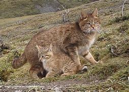 Image result for Chinese Mountain Cat