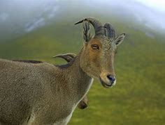 Image result for Wild Goat