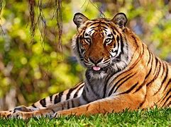 Image result for Tiger Pics HD