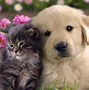 Image result for Cool Wallpapers for Boys Puppy