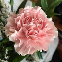 Image result for Carnations Eastern Ukraine
