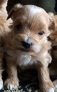 Image result for 4 Weeks Old Maltipoo Puppy