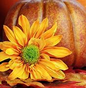 Image result for Fall Flowers Desktop Backgrounds