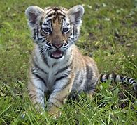 Image result for Bengal Tiger Cubs