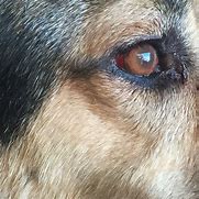 Image result for Dog Scratched Eye
