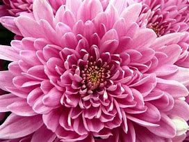 Image result for Chrysanthemum