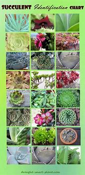 Image result for Succulent Identify Chart