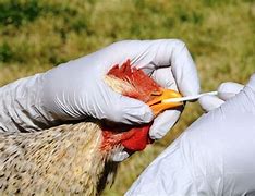 Image result for Avian flu outbreak record
