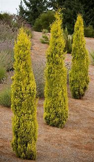 Image result for Cupressus