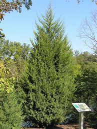 Image result for eastern red cedar trees
