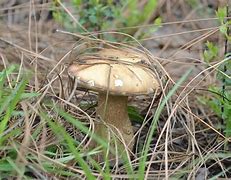 Image result for Shroom House opens