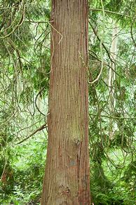 Image result for Raw Cedar Posts