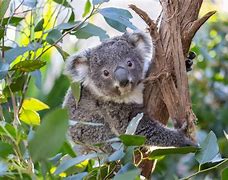 Image result for Wild Life Sydney Zoo
