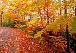 Image result for Fall Nature Screensavers