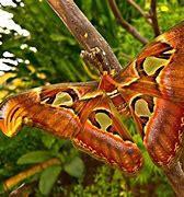 Image result for Cool Moths