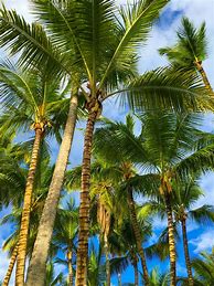 Image result for Tropical Trees