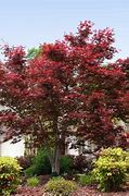 Image result for Bloodgood Japanese Maple, 5-6 Ft- Brilliant Scarlet Red Unique To This Bloodgood