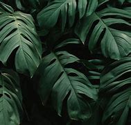 Image result for Plant Desktop Wallpaper