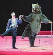 Image result for circus bears doing tricks