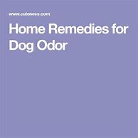 Image result for Dog Odor Remedies