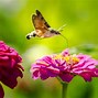 Image result for Humming Bee